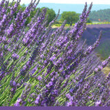 No 7. PROVENCE LAVENDER -100% pure natural essential oils & botanicals